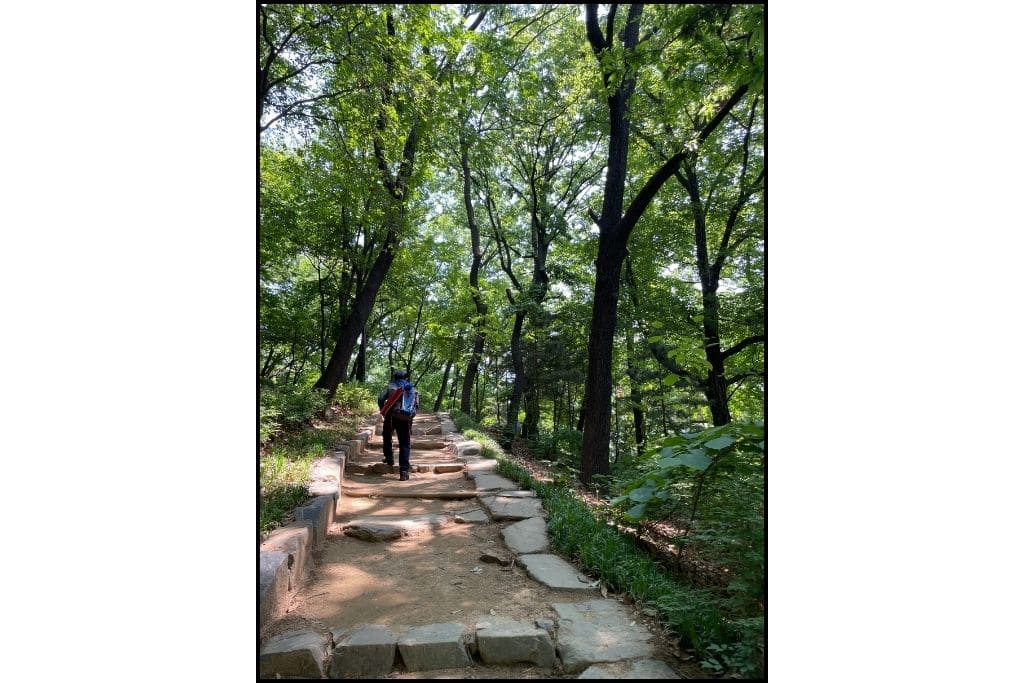 Wooded walk at Bongeunsa temple, behind the big statue. 
