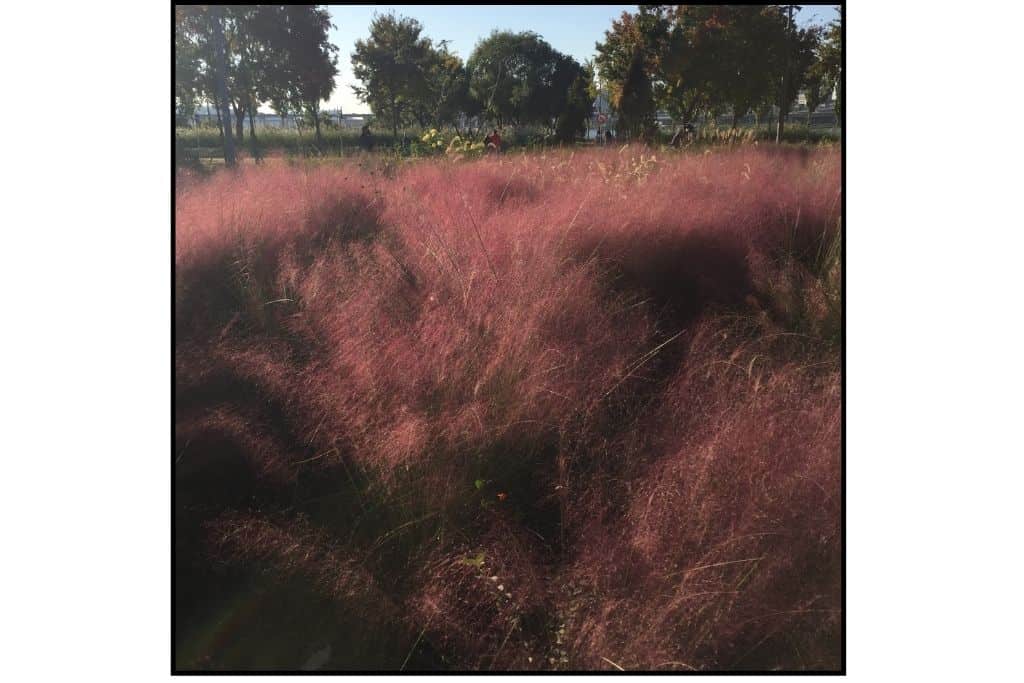 Pink muhly grass blooming in full, different autumn foliage colors at Grass Park in Seoul