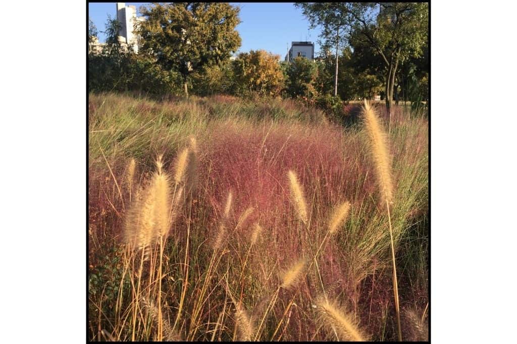 Various ornamental grasses showing autumn foliage colors of pink and gold at grass park in Seoul