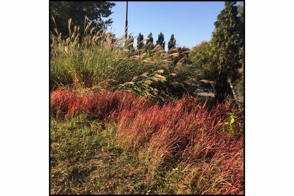 Various ornamental grasses, and autumn foliage, including Japanese grass at Grass Park in Seoul