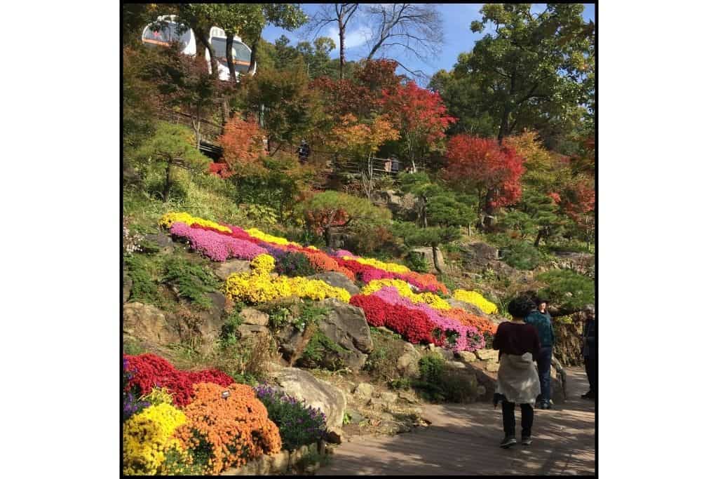 Bright colors of chrysanthemums with autumn foliage at Hwadam Botanic Garden in S Korea