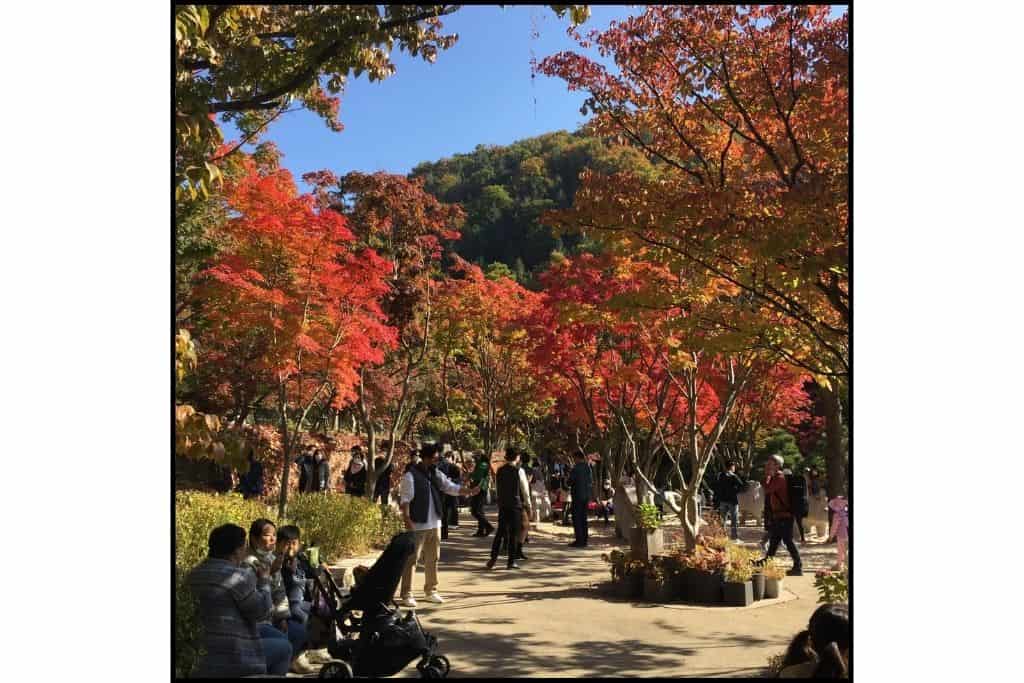 Folks underneath the amber foliage of maples trees at Hwadam Botanic Gardens in S Korea