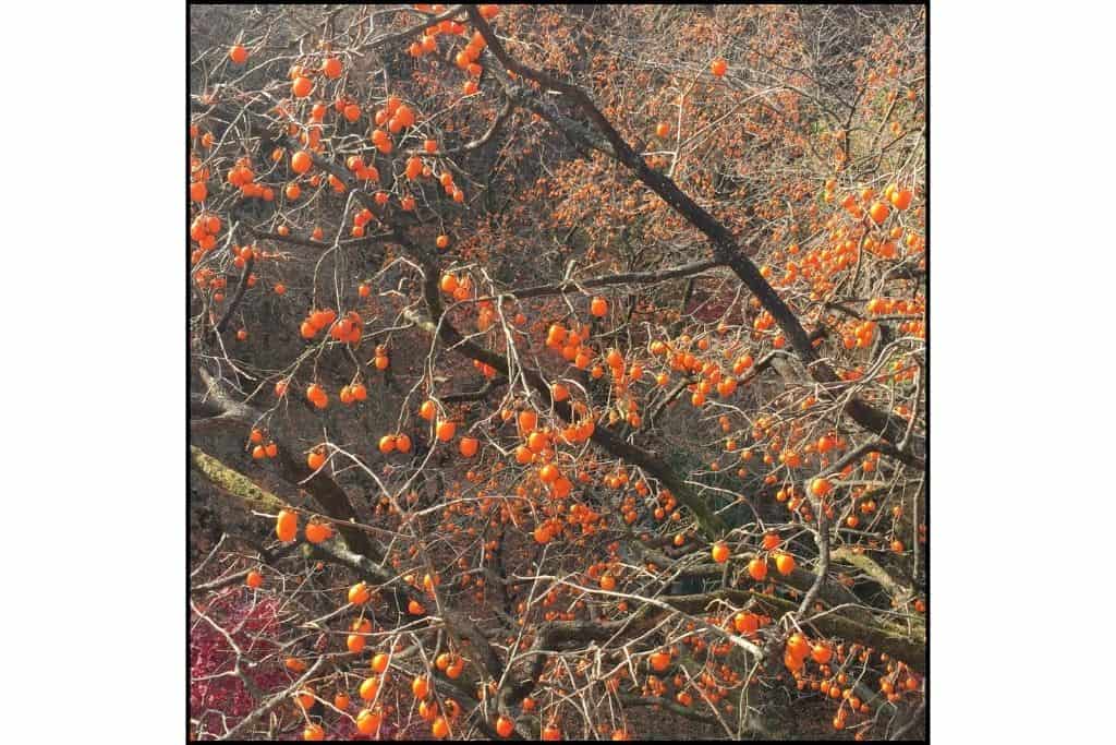 Persimmon tree in autumn