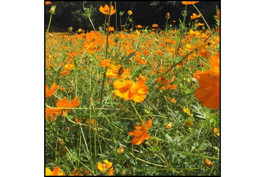 A field of orange cosmos at Olympic Park in Seoul