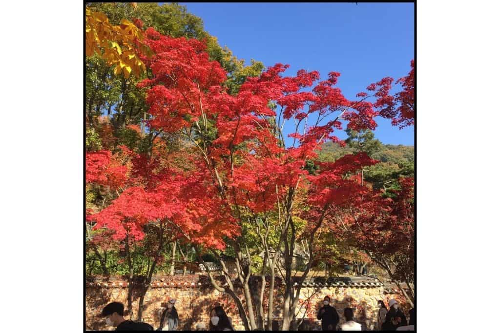 Bright crimson red tree in front of greenery in S Korea