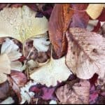 A collage of bright autumn foliage with red, orange, and yellow leaves