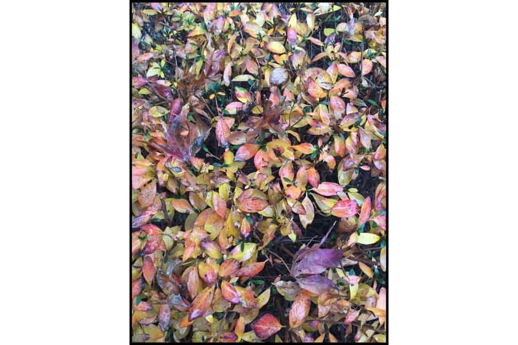 Yellow, pink, and purple autumn foliage on the ground