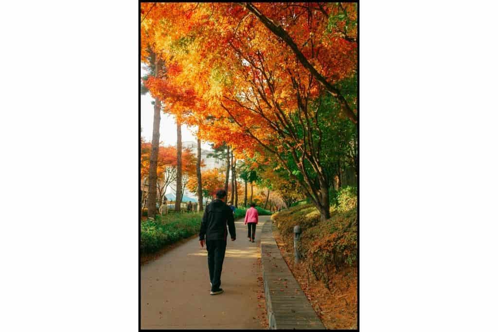 Visitors strolling along a pathway shaded by golden and amber fall trees in Seoul, South Korea.