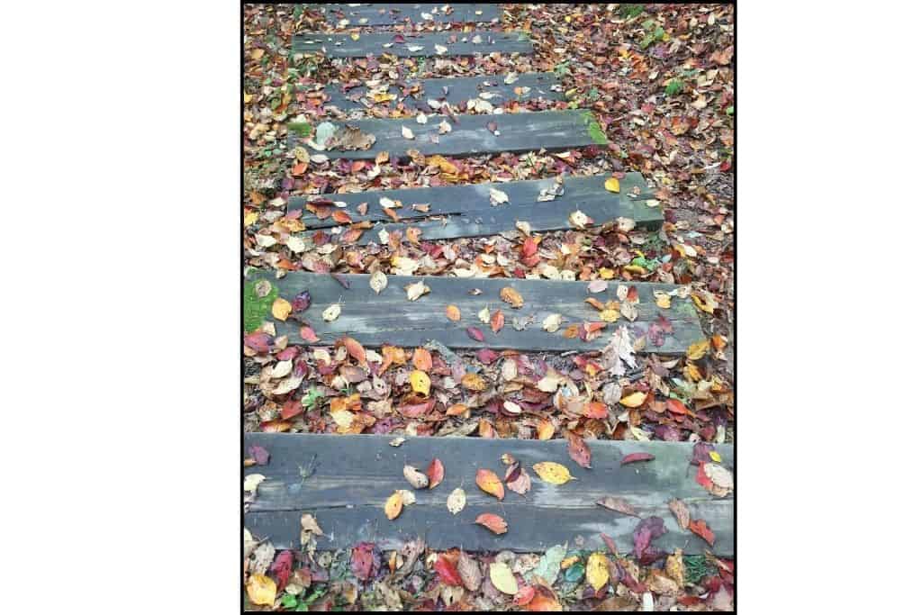 Vibrant autumn foliage on steps South Korea, with red, orange, and yellow leaves