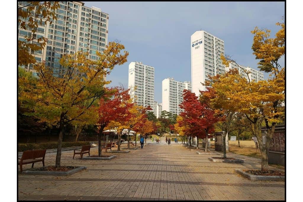 Walkway lined with orange and yellow autumn trees with Seoul apartment buildings in the background.