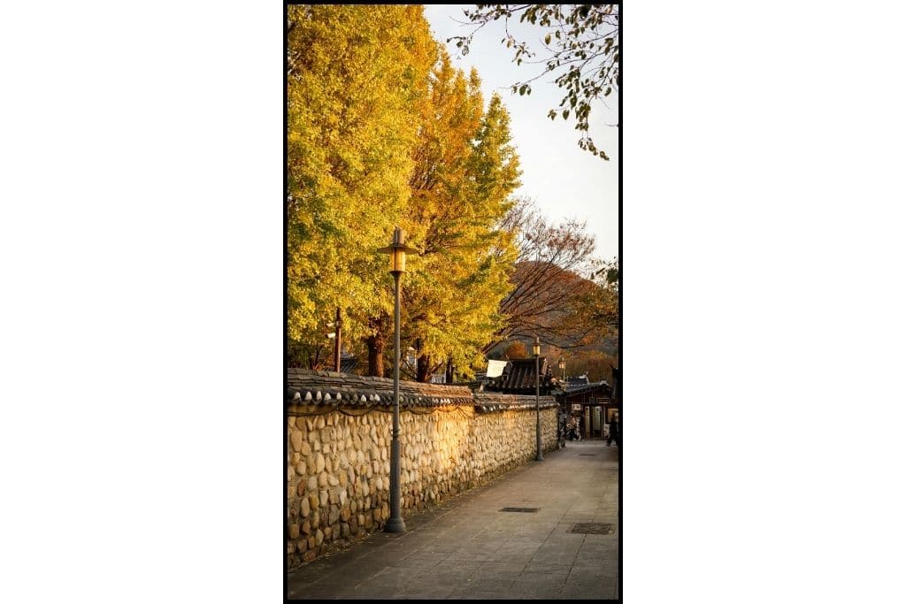 A large tree with yellow autumn folkiagealong a palacewall and path.