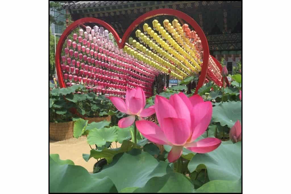 A heart shaped tunnel of brightly colored lanterns with a pink lotus flower in the forefront at Jogyesa temple in Seoul 