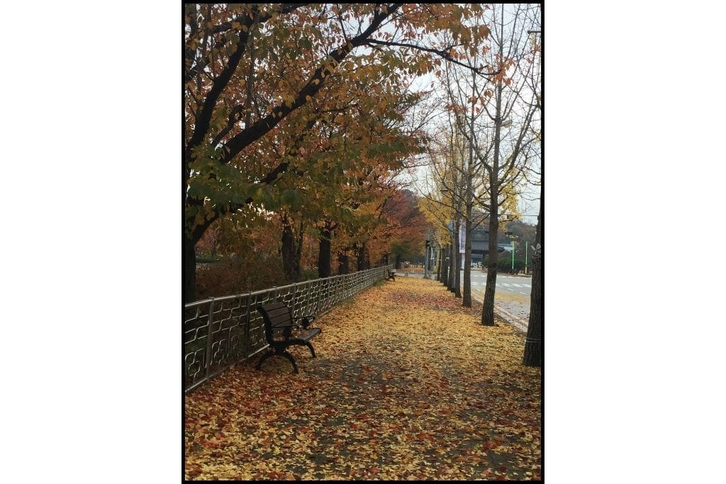 a sidewalk, lined with trees, covered in orange and yellow foliage somewhere in Seoul