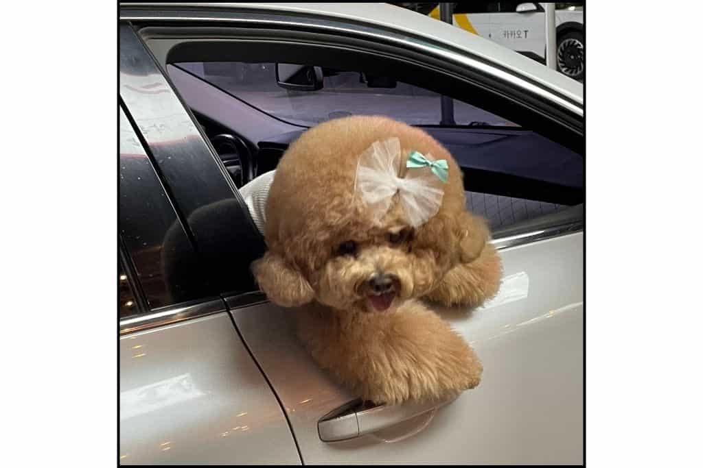 A groomed dog with a fancy barrette in her hair, propped up in a car window. 
