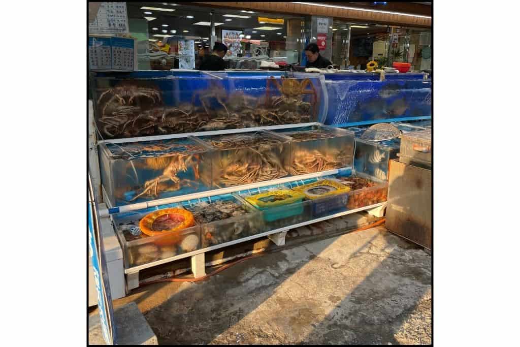Fresh seafood in water cases at a market in South Korea