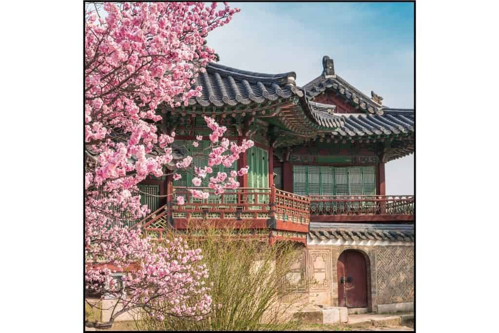 Changdeokgung Palace framed by pink cherry blossoms in Seoul 