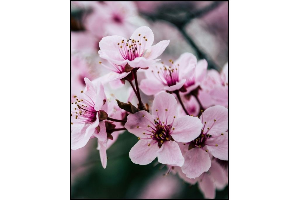 close up of pink cherry blossom flowers 