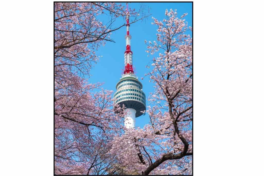 Namsan Tower framed by pink cherry blossoms in Seoul
