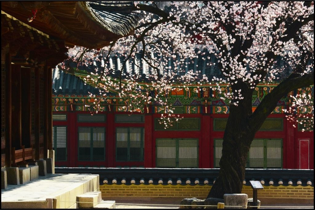 A palace wall framed by cherry blossoms in Seoul