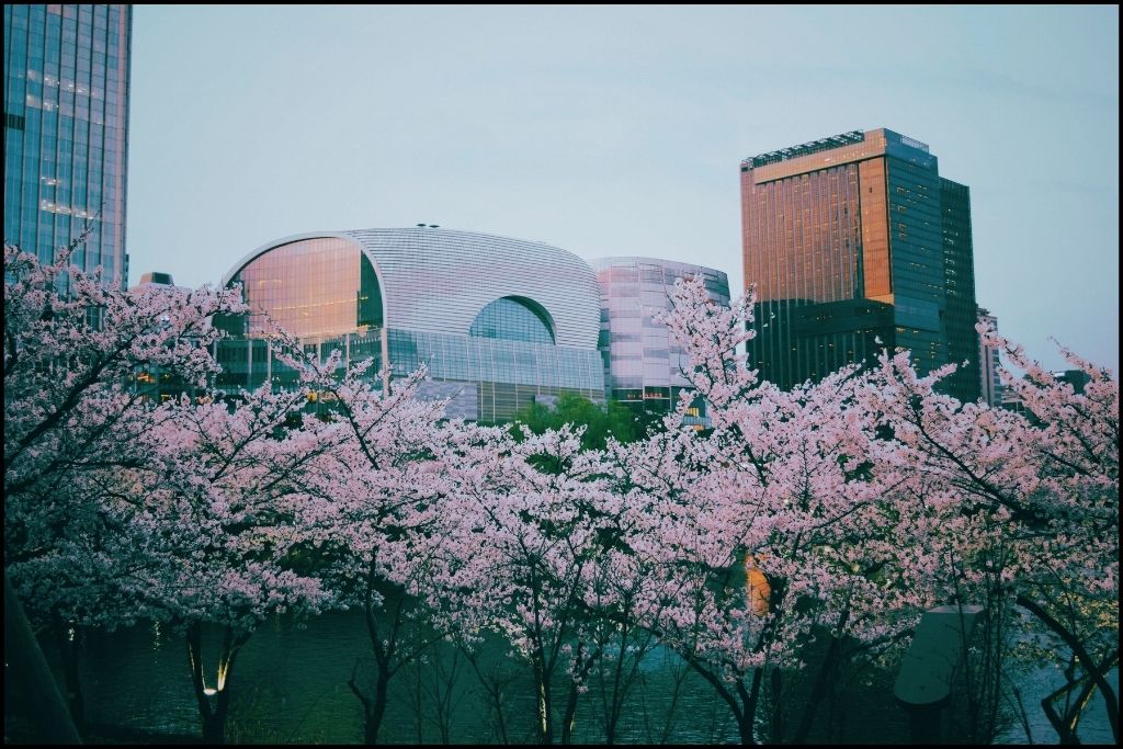 A section of Seoul's skyuline withcherry blossoms