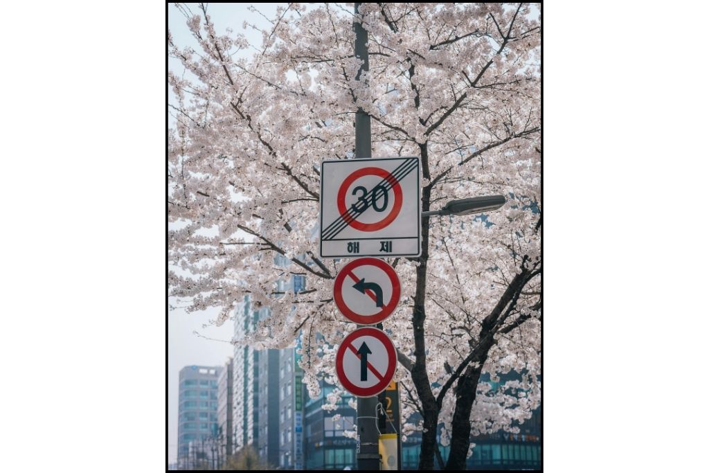 Street signs in front of cherry blossoms in Seoul