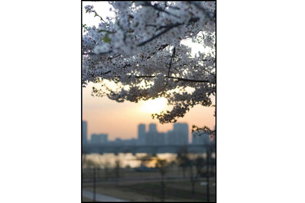 White cherry blossoms during sunset in Seoul