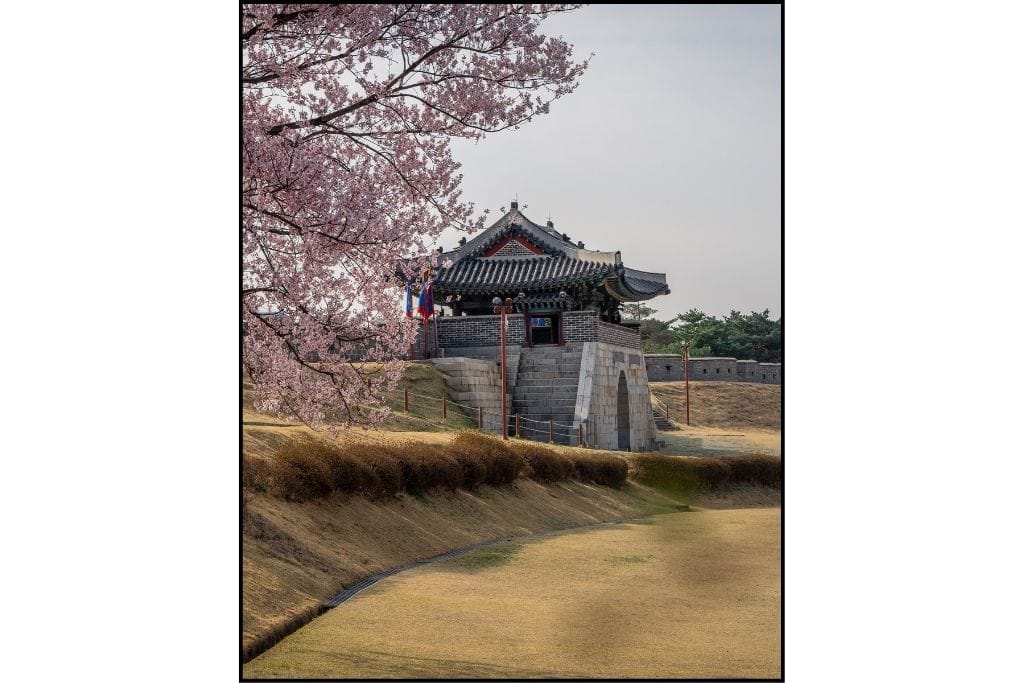 Cherry blossom tree at Suwon Hwaseong Fortress in South Korea