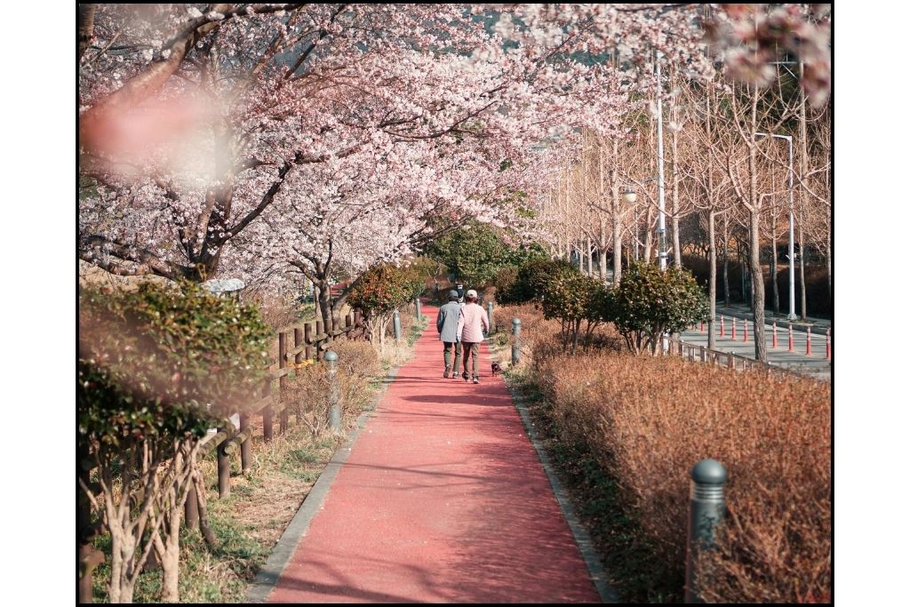 A Couple walking along a cherry blossom lined path in Seoul
