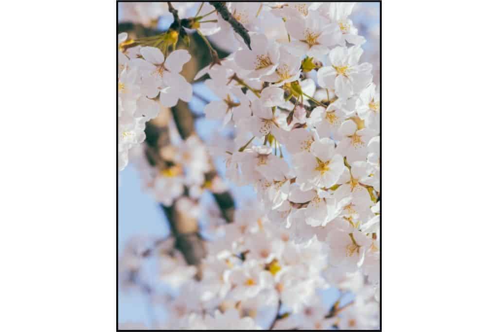 A close-up of white cherry blossoms in Seoul