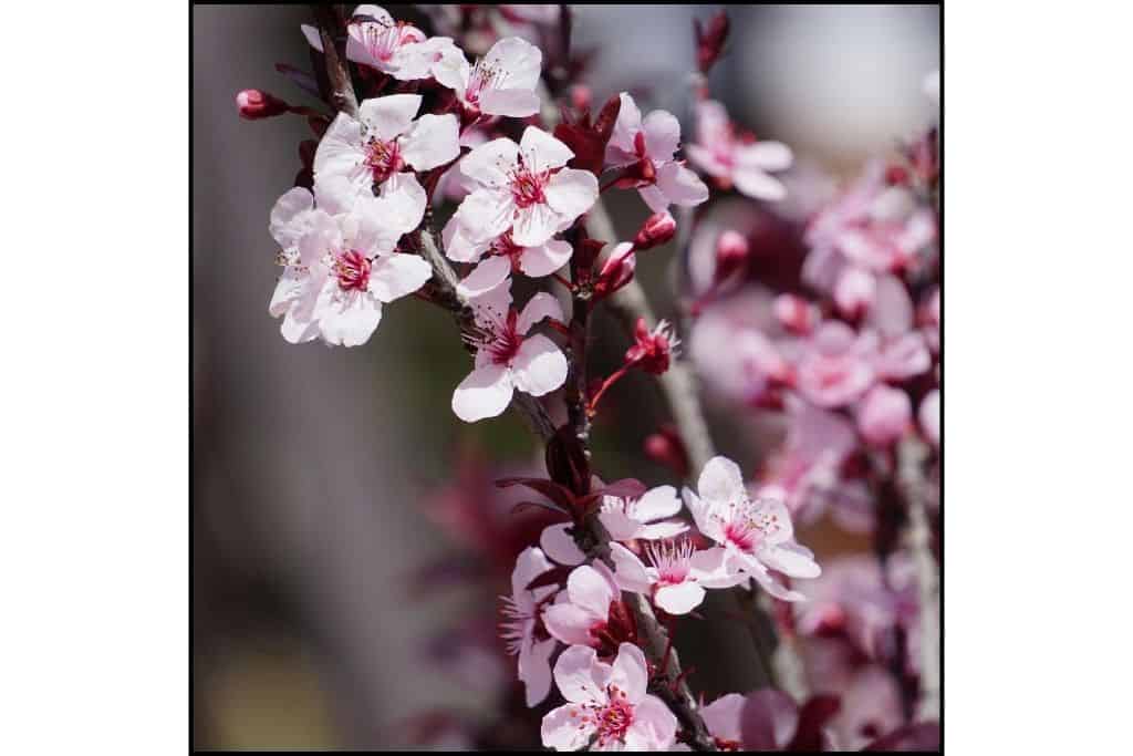 Close up of cherry blossoms in Seoul