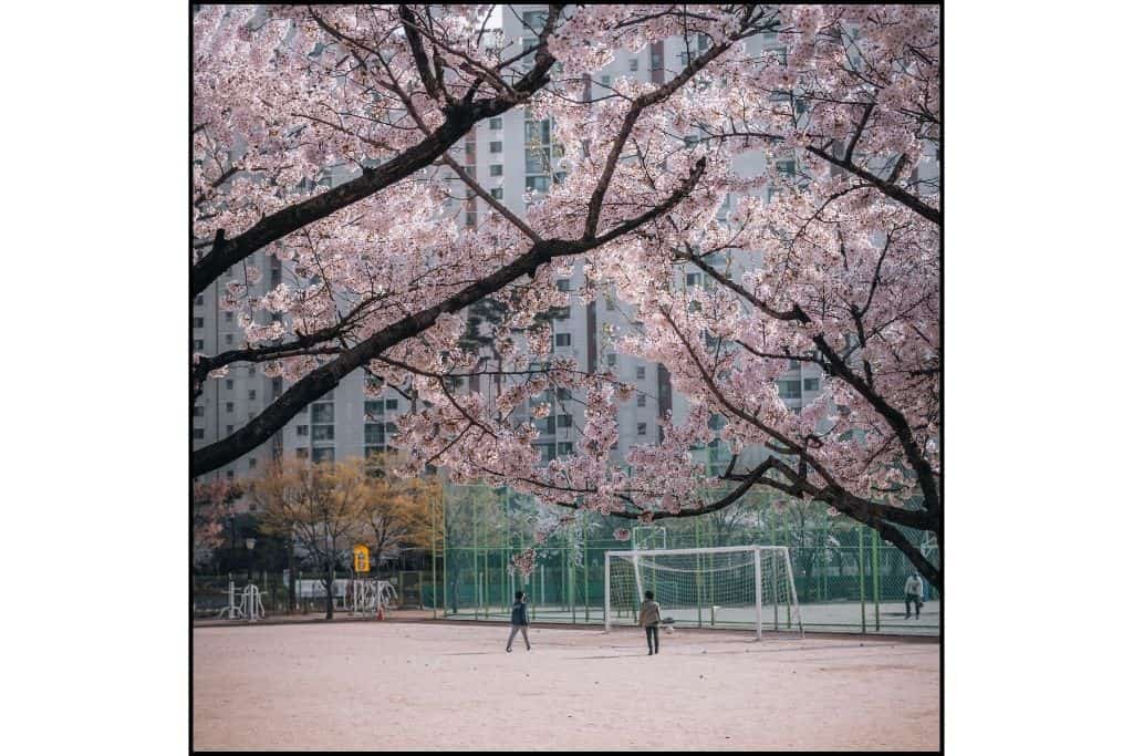 kids playing on the playground framed by cherry blossoms
