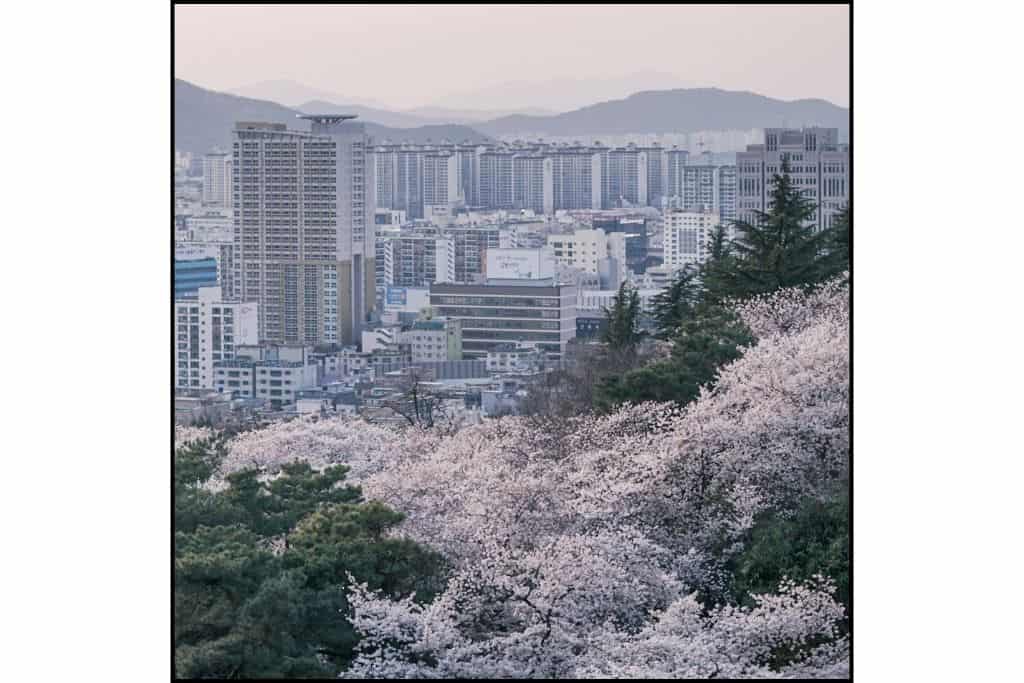 A panoramic view of Seoul and cherry blossoms