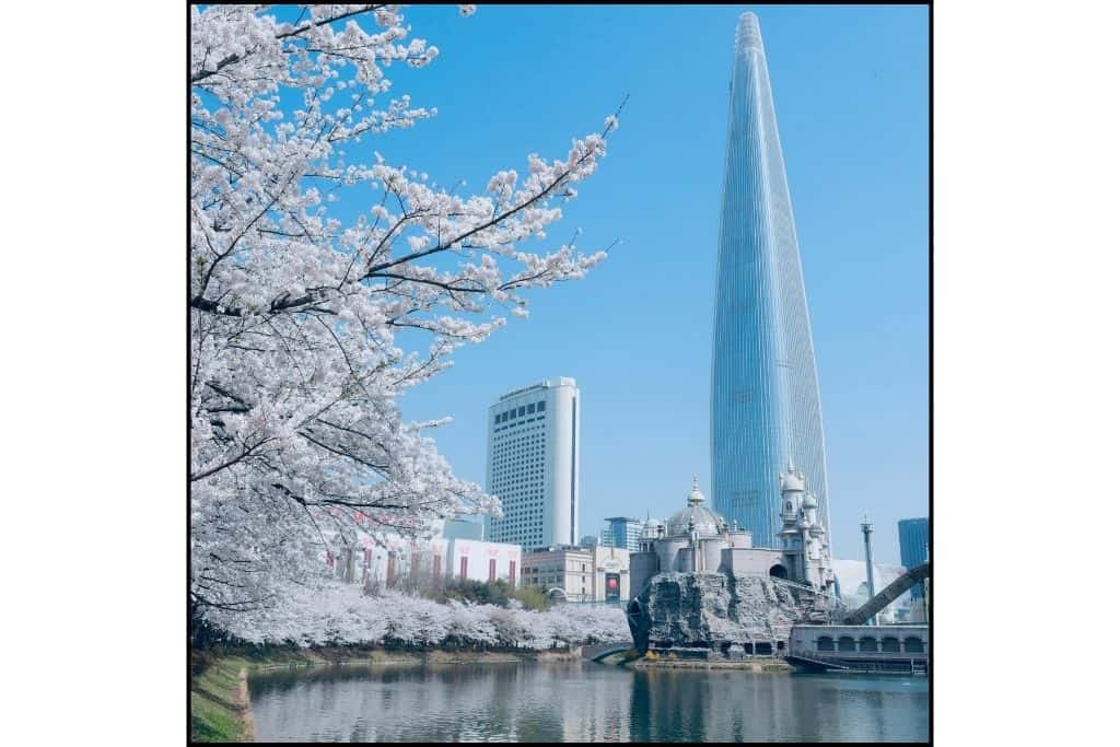 A view of the Lotte Tower near Seokchon lake with cherry blossoms in Seoul