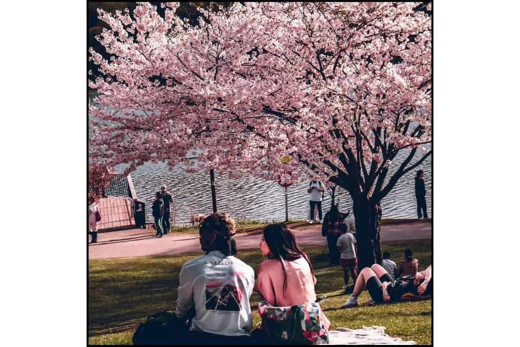 People having a picnic under cherry blossoms in Seoul