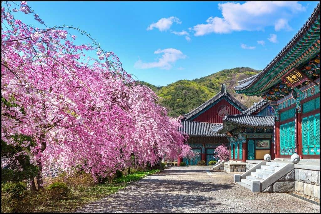 A palace room with cherry blossom tree in Seoul