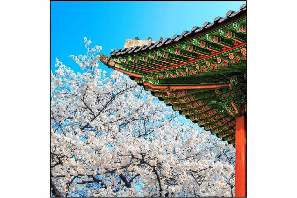 Cherry blossoms and the colorful corner of a temple roof in Seoul