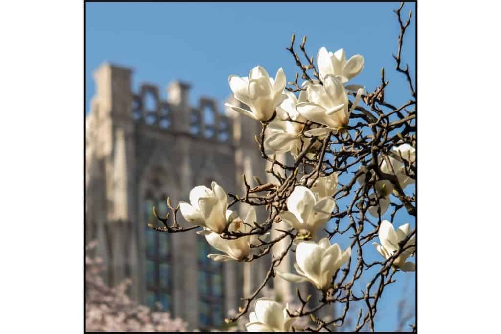 Kyung Hee University building with cherry blssoms in Souel
