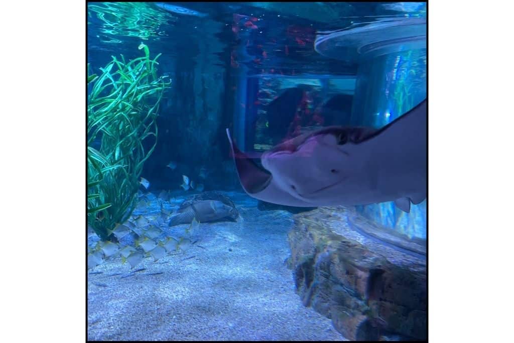 A stinray effortlessly glides through the water at an aquarium in Korea