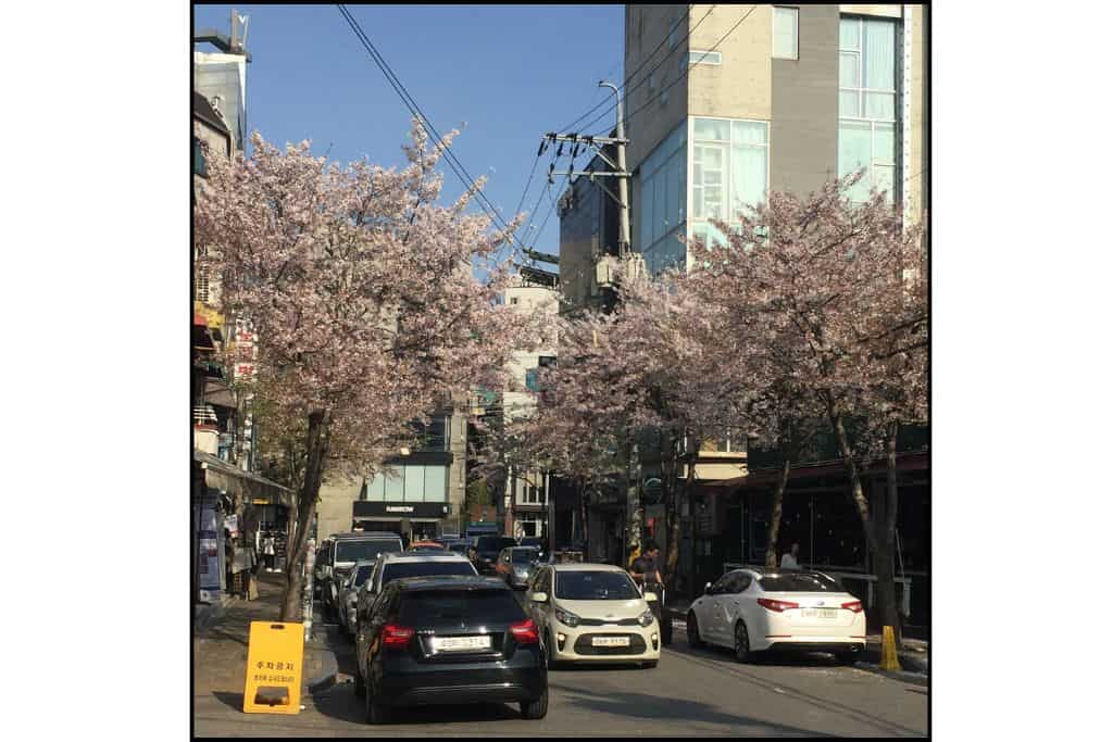 A peaceful street near Hapjeong Station lined on both sides with cherry blossom trees in full bloom, creating a picturesque cherry blossom canopy over the street.