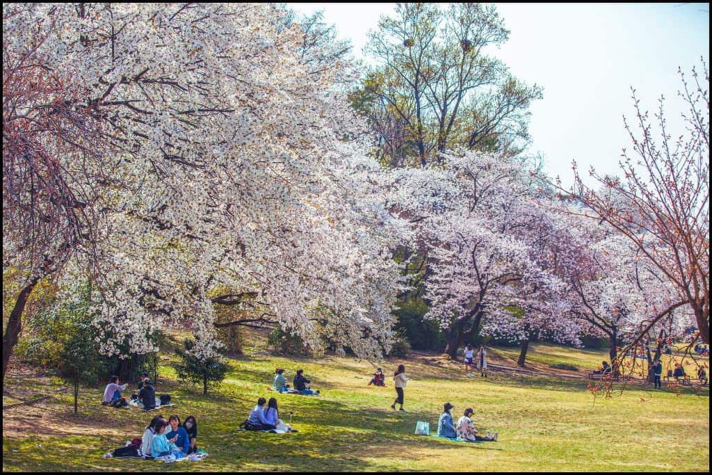 People sitting on the grass under blooming cherry blossom trees at Seoul Grand Park, enjoying a spring day.