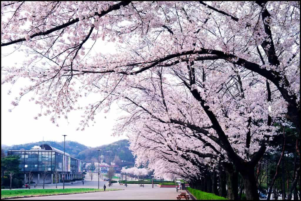 Cherry blossom trees in full bloom framing the entrance of Seoul Grand Park, with a building visible in the background.