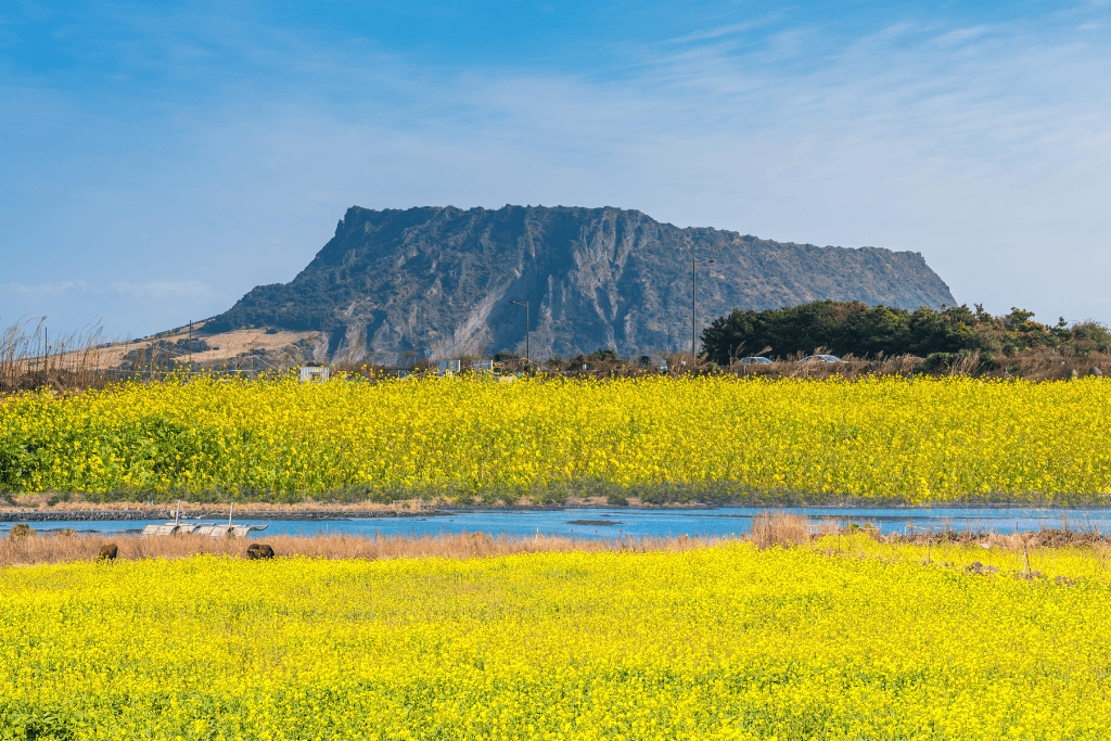 Seongsan Ilchulbong volcanic crater rising behind a vibrant yellow field of canola flowers in Jeju Island, South Korea