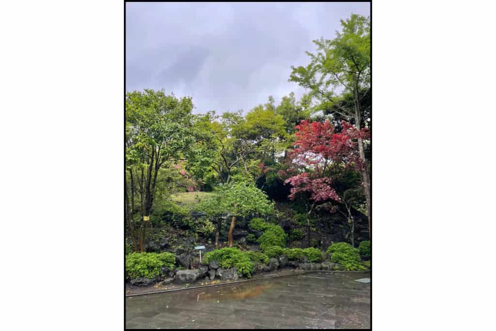 Lush garden with red maple trees, volcanic rocks, and trimmed shrubs on a rainy day at a park near the Manjanggul Lava Tube on Jeju Island, South Korea.