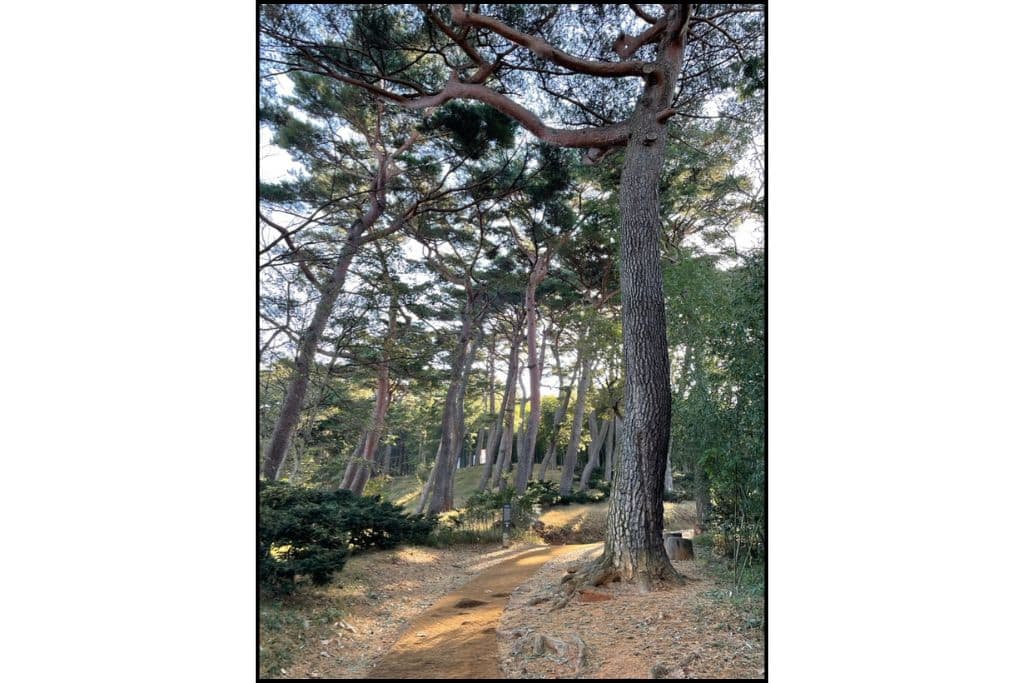 A hike in the forest of South Korea
