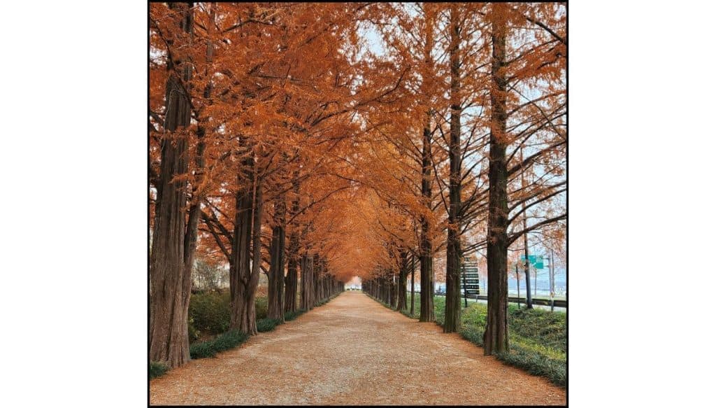 Pathway lined with tall trees covered in vibrant orange autumn leaves in South Korea.