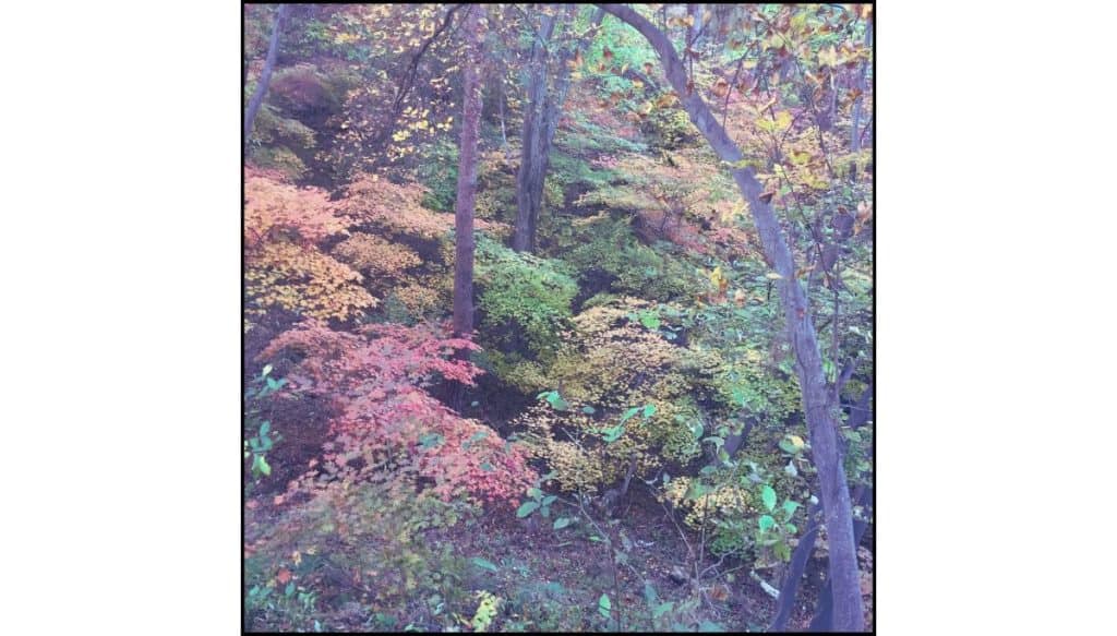 Various colors of autumn foliage at Seoraksan National Park in S Korea