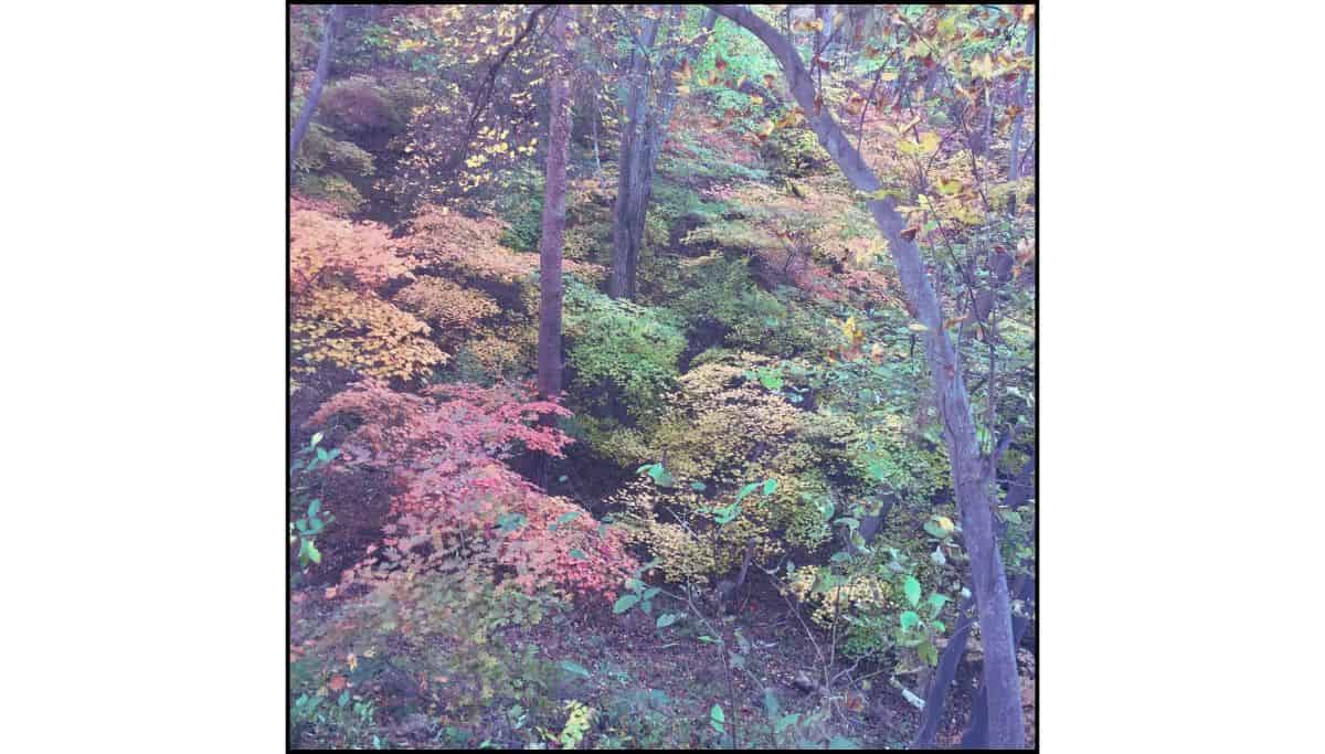 Various colors of autumn foliage at Seoraksan National Park in S Korea