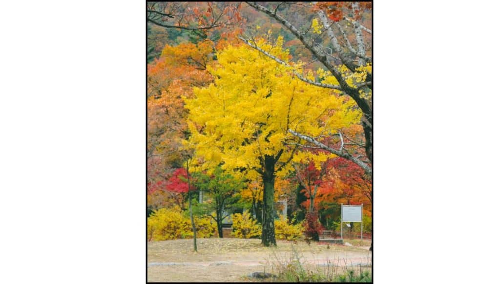 Vibrant yellow and orange autumn trees in a park in South Korea with mountains in the background.