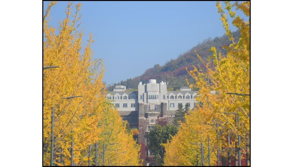 Ginkgo tree-lined street leading to Yonsei University campus buildings in Seoul during autumn.