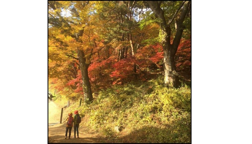 Two hikers walking along a forest trail at Namhansanseong Fortress surrounded by vibrant autumn foliage in Korea.